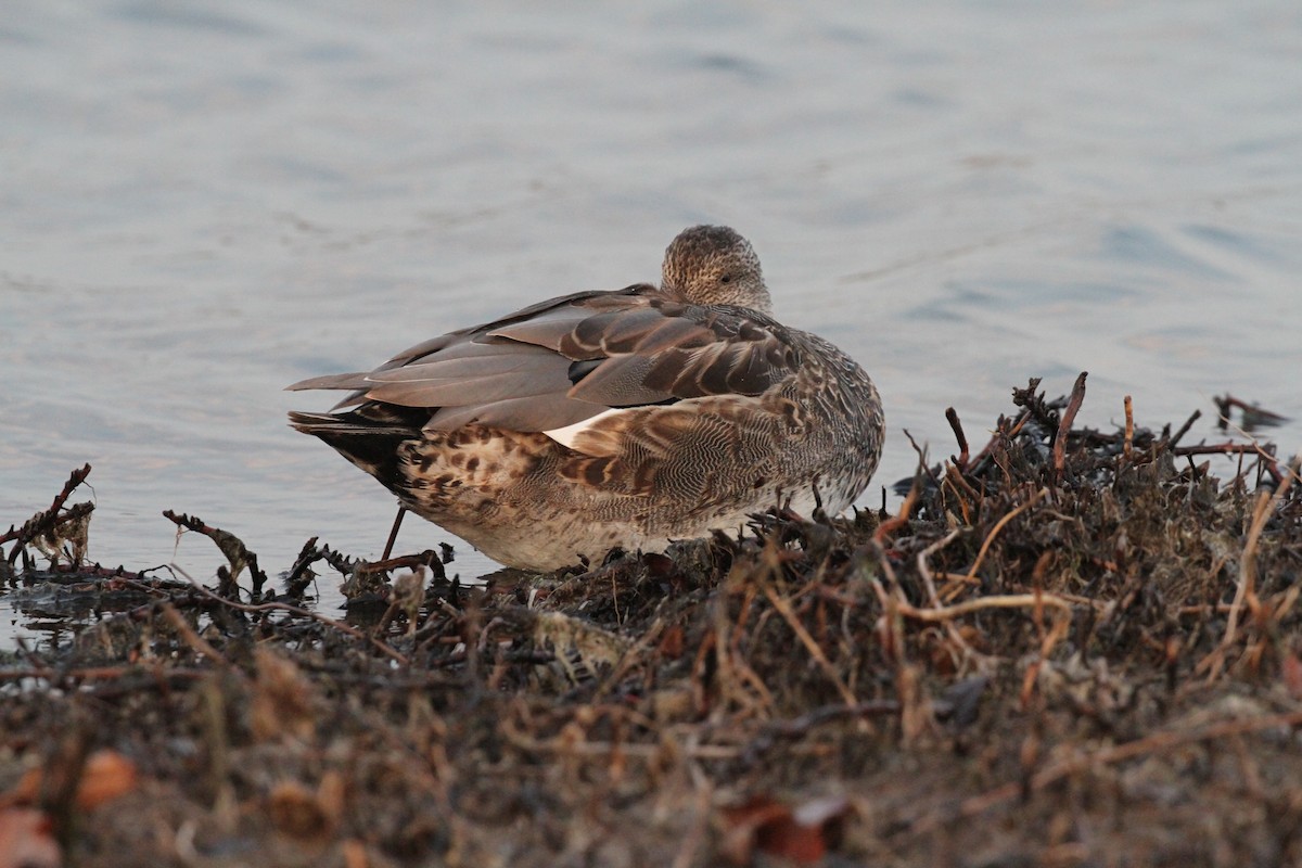 Canard chipeau - ML283486871