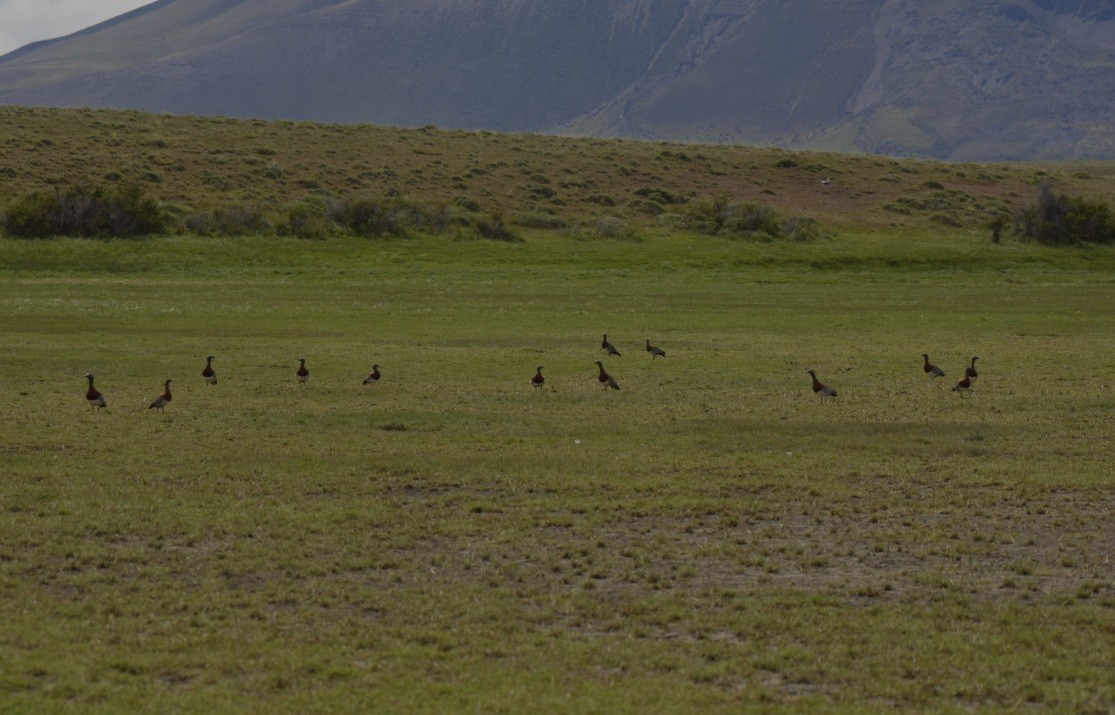 Ashy-headed Goose - ML283487531