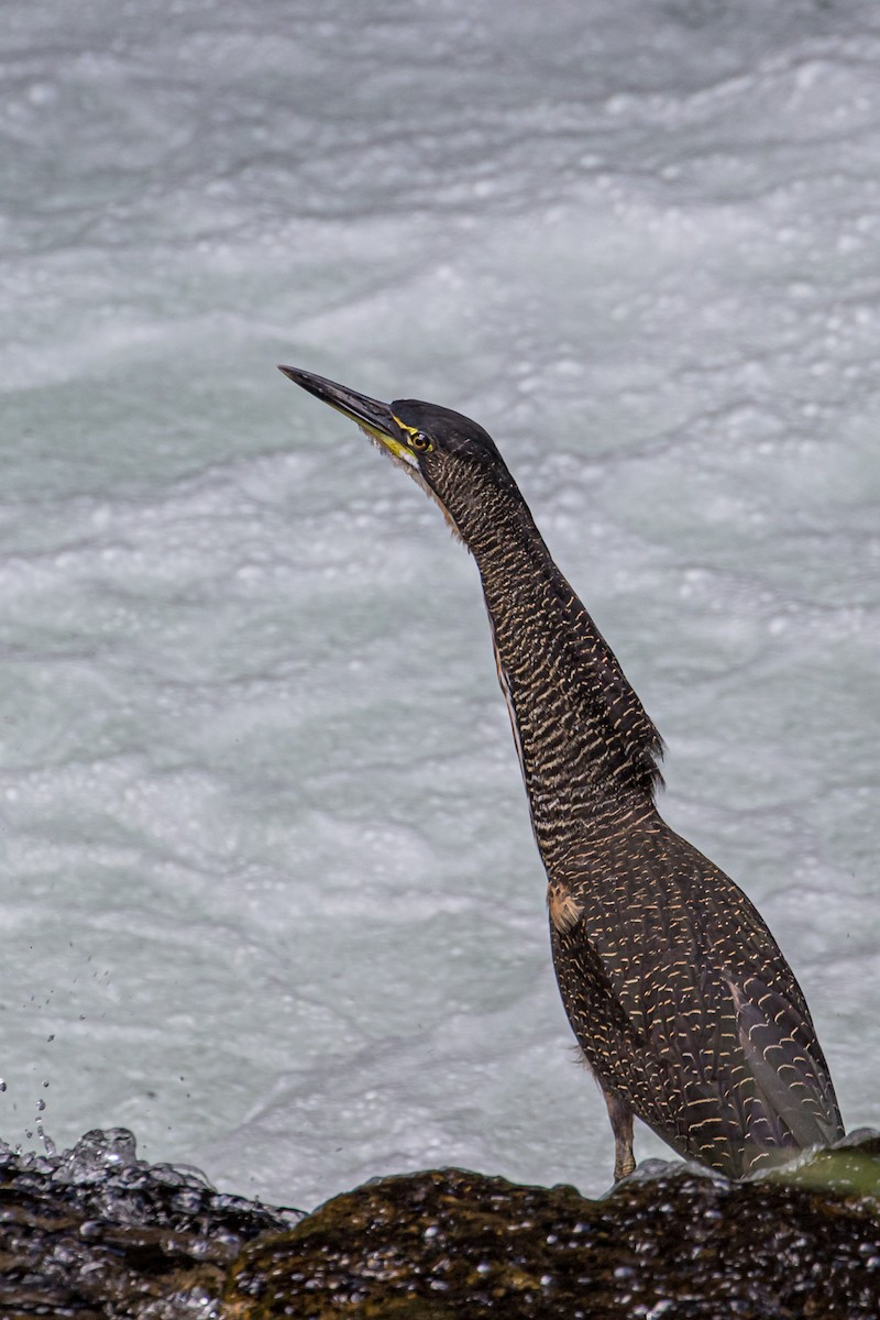 Fasciated Tiger-Heron - ML283487941