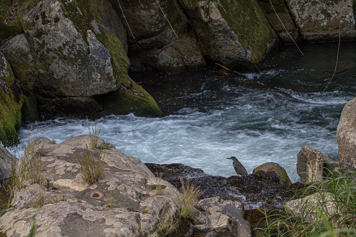 Fasciated Tiger-Heron - ML283487961