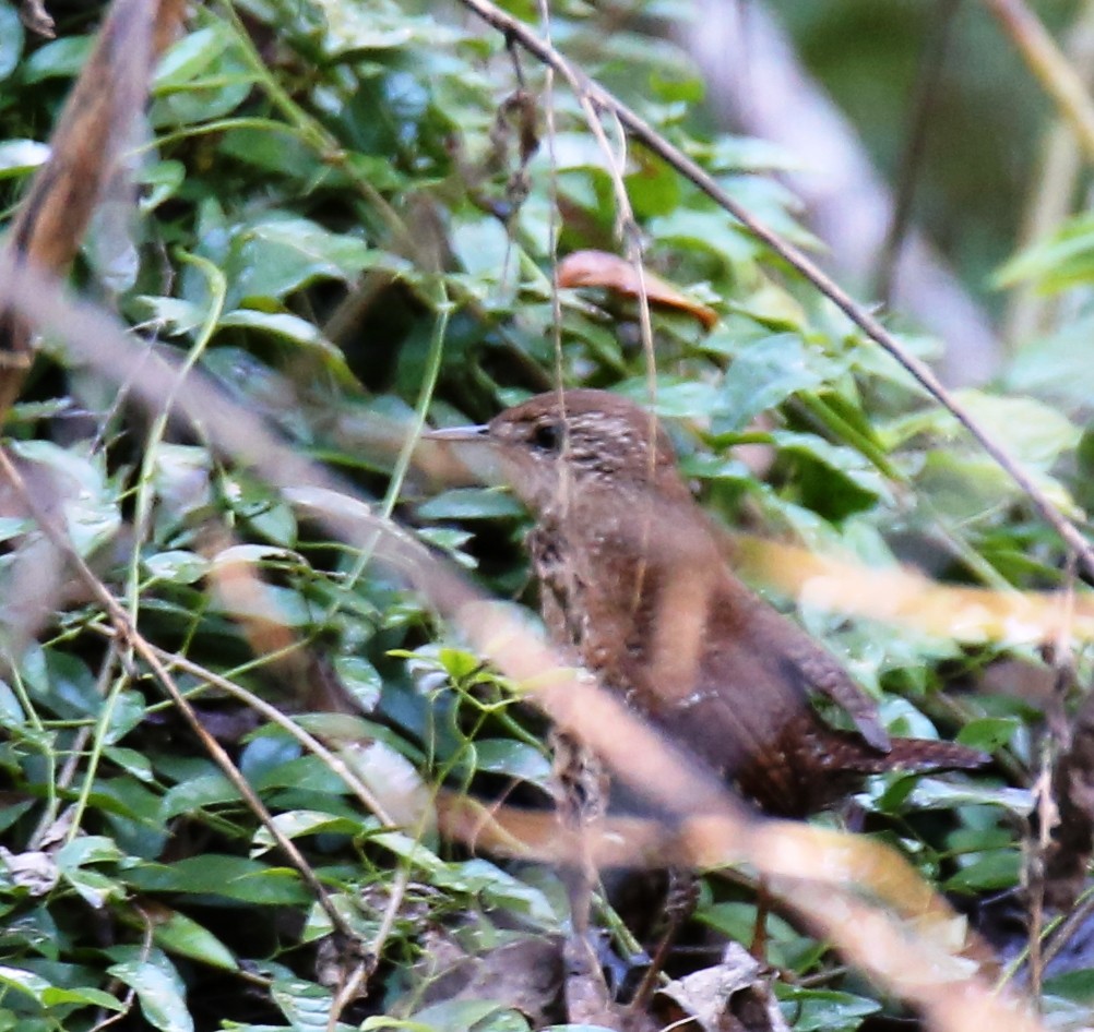 Winter Wren - Dennis Cooke