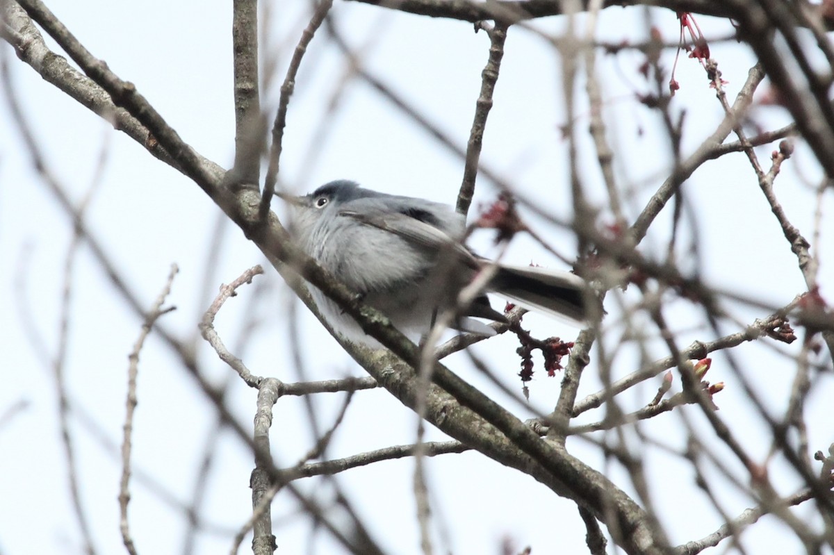 Blue-gray Gnatcatcher - ML28348841