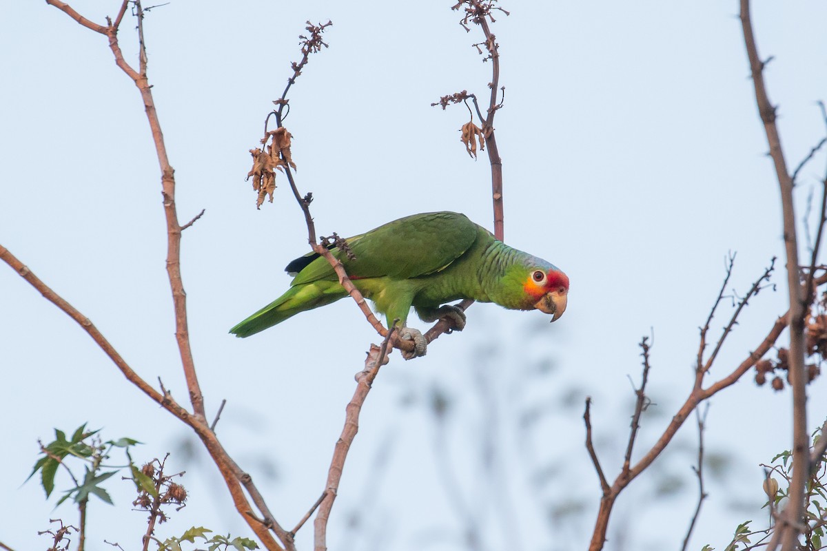 Red-lored Parrot - Patrick Van Thull