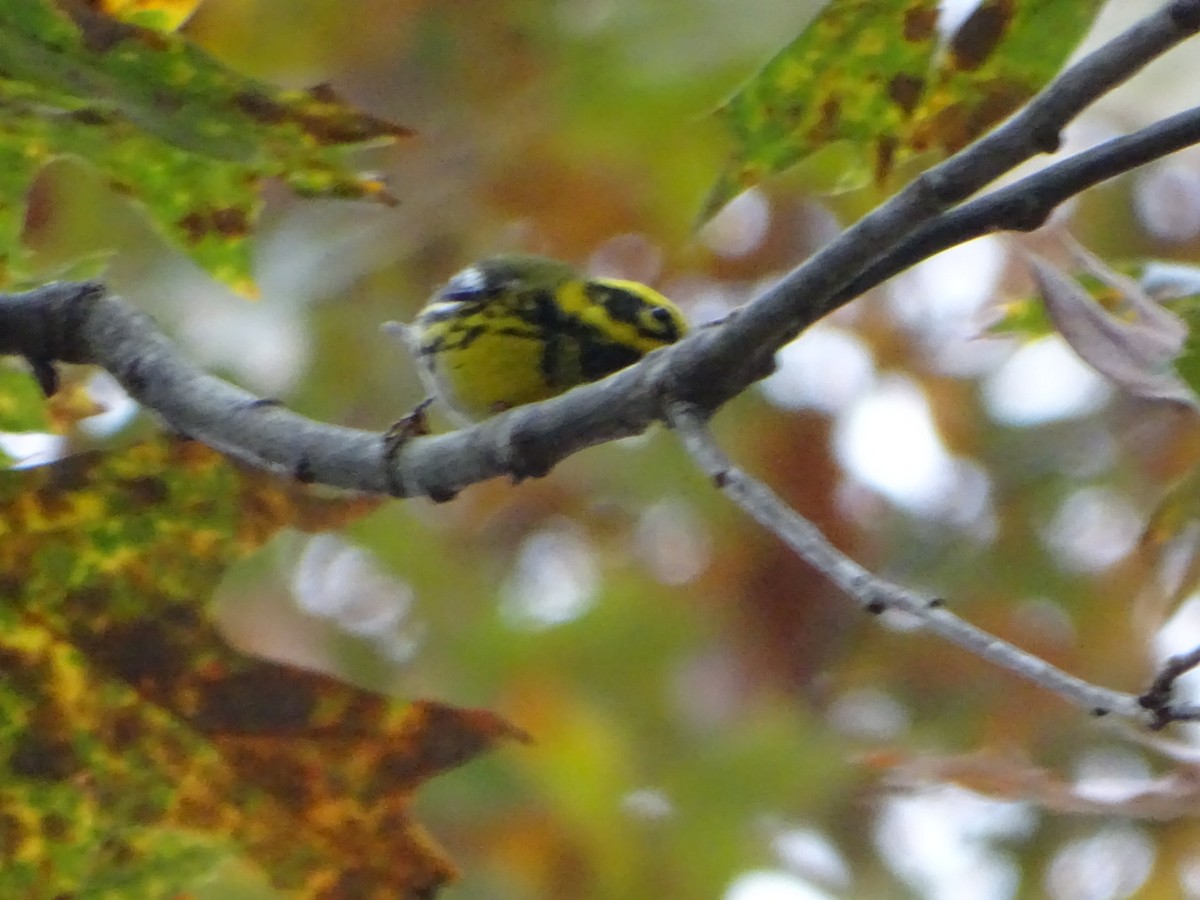 Townsend's Warbler - Andrew Baldelli