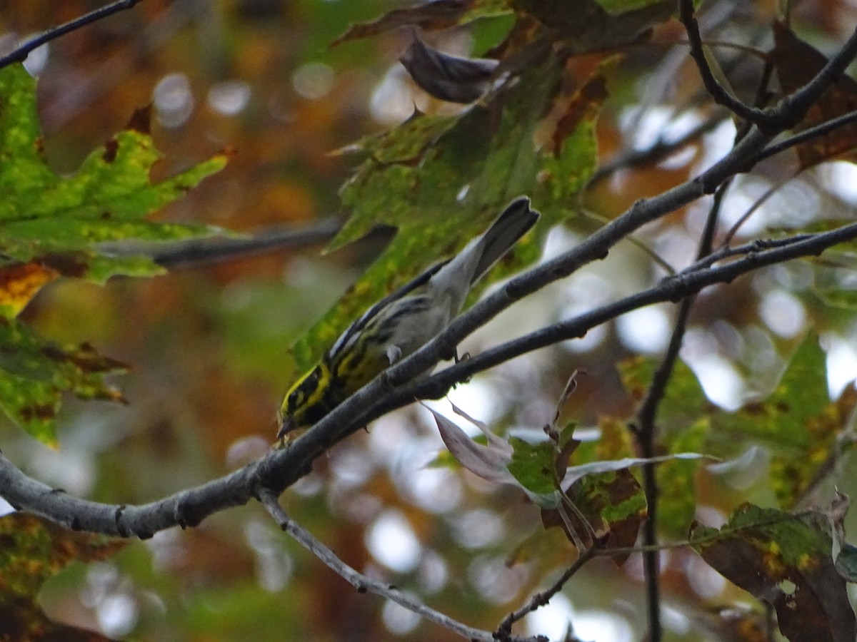 Townsend's Warbler - ML283488761