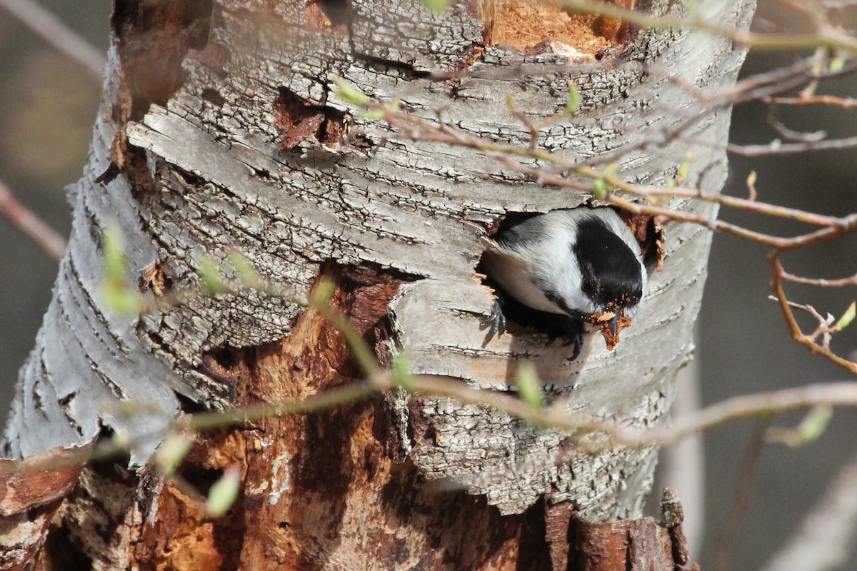 Black-capped Chickadee - Glen Chapman