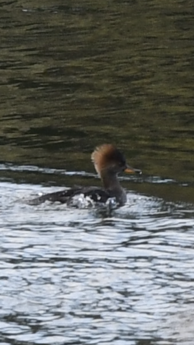 Hooded Merganser - ML283489121
