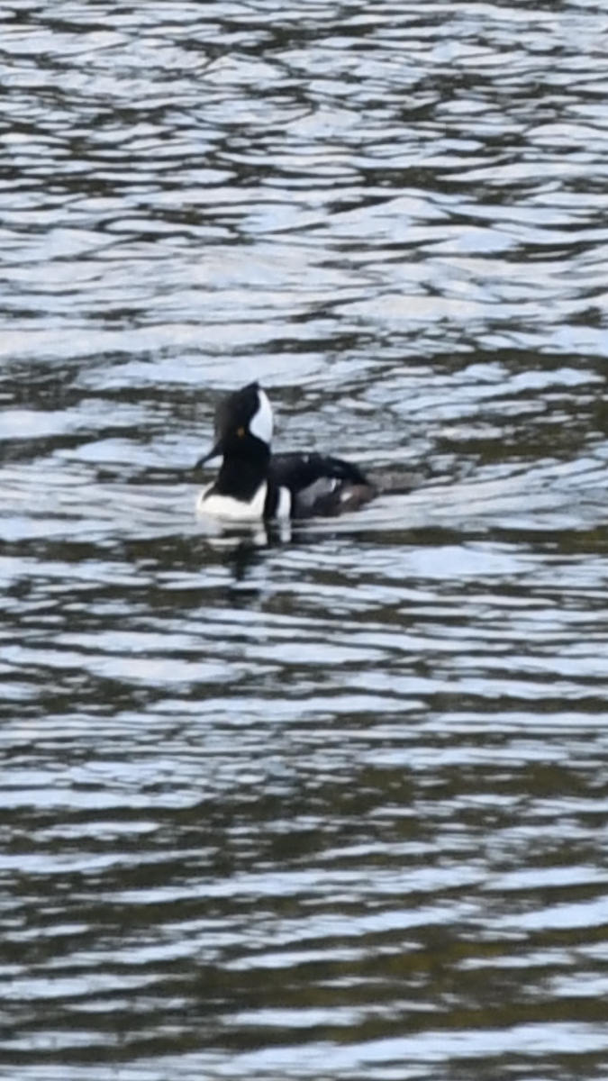 Hooded Merganser - ML283489131