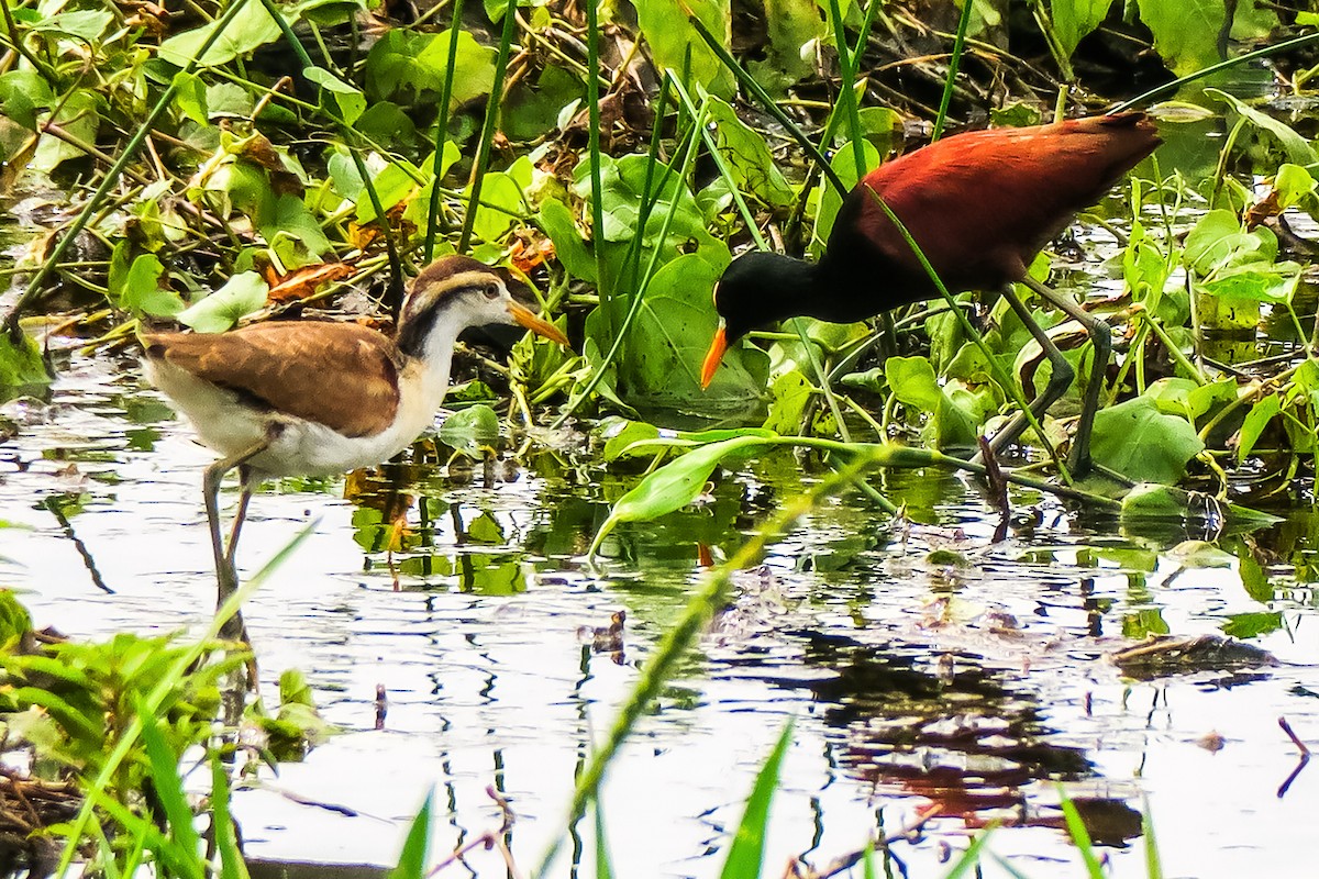 Northern Jacana - graichen & recer