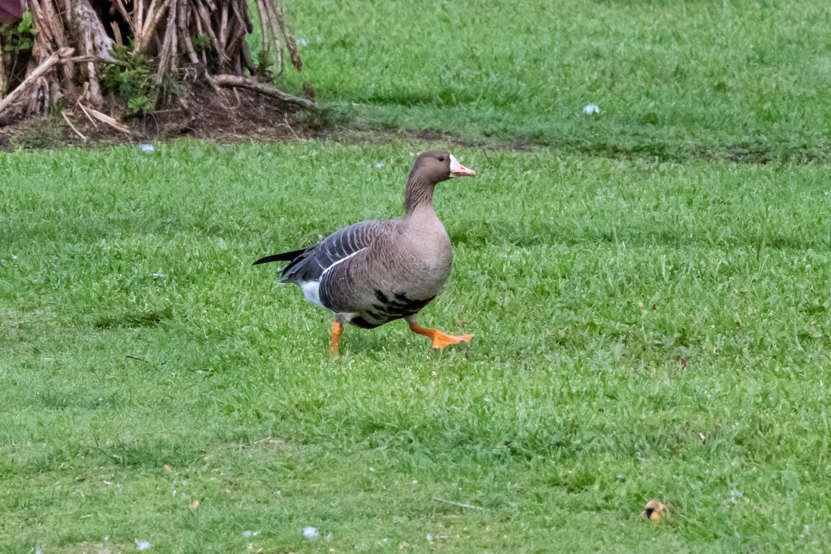 Greater White-fronted Goose - ML283489651