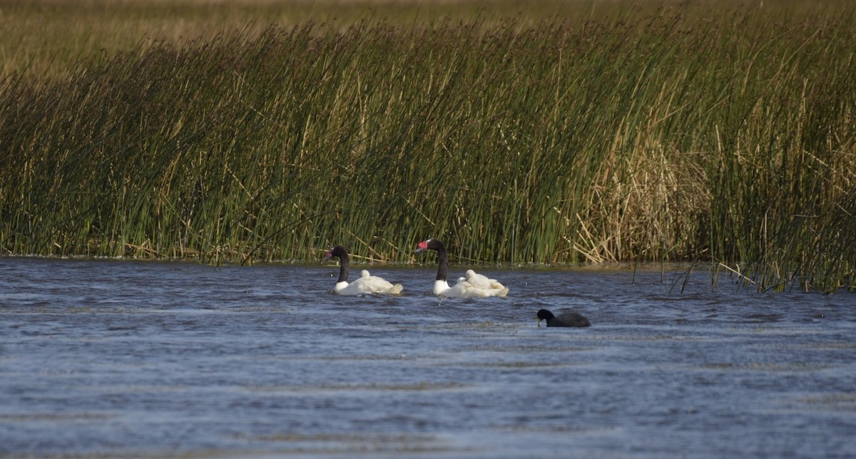 Cisne Cuellinegro - ML283489711