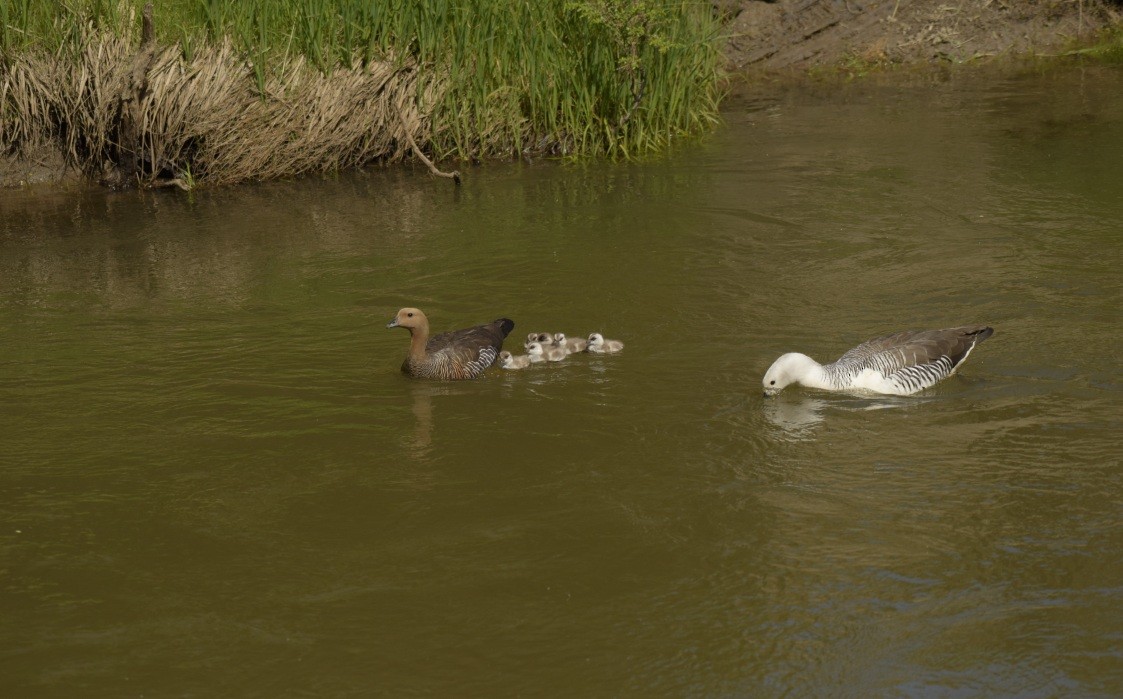 Upland Goose - ML283489771