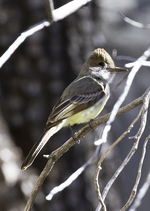 Dusky-capped Flycatcher - Jean Suplick