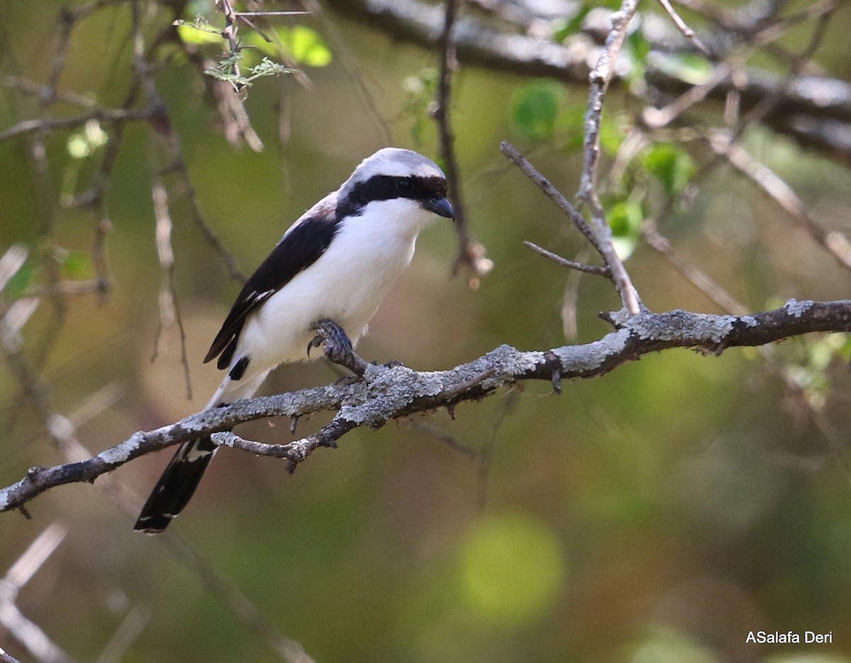 Gray-backed Fiscal - ML283491671