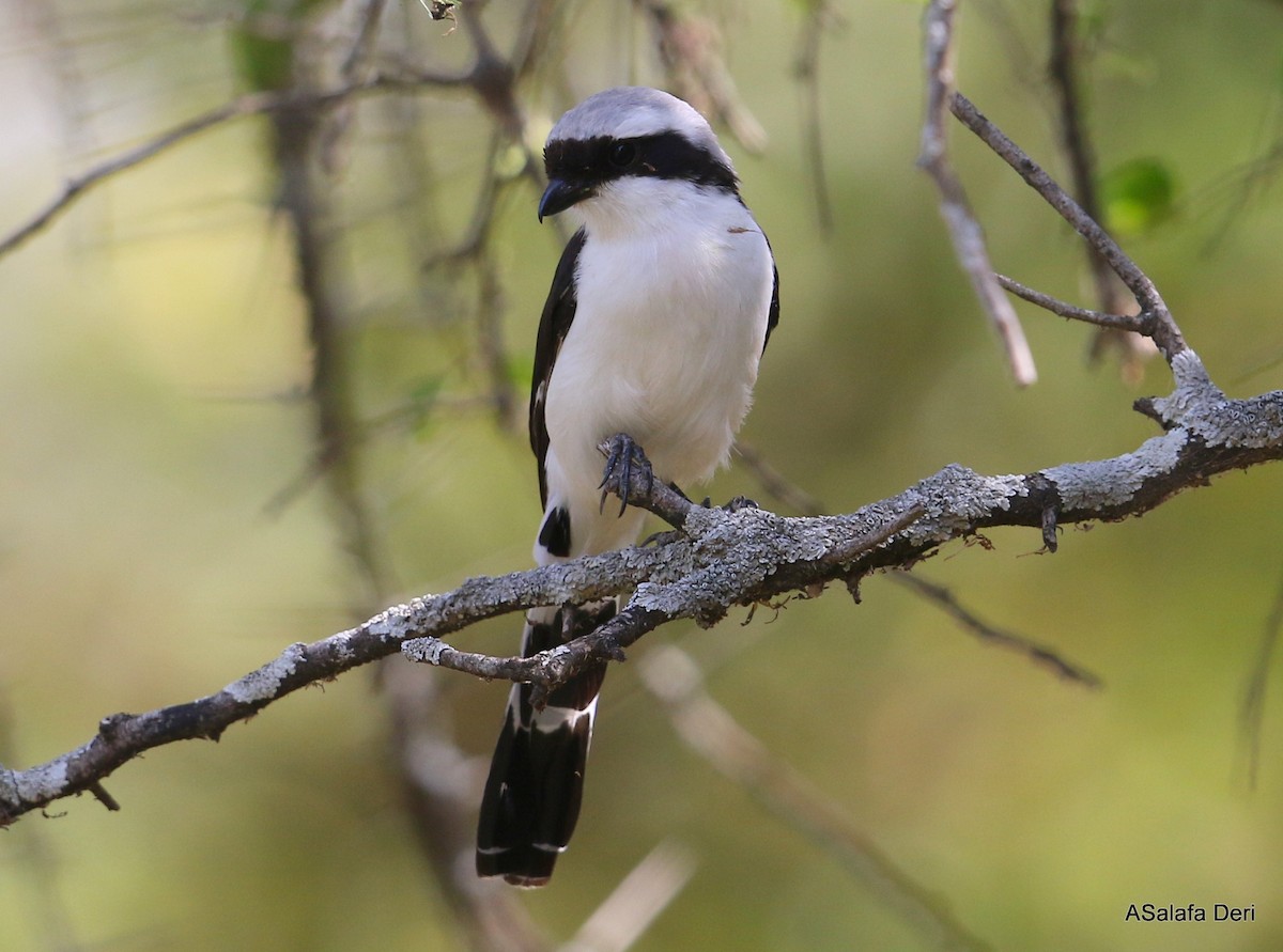 Gray-backed Fiscal - ML283491731