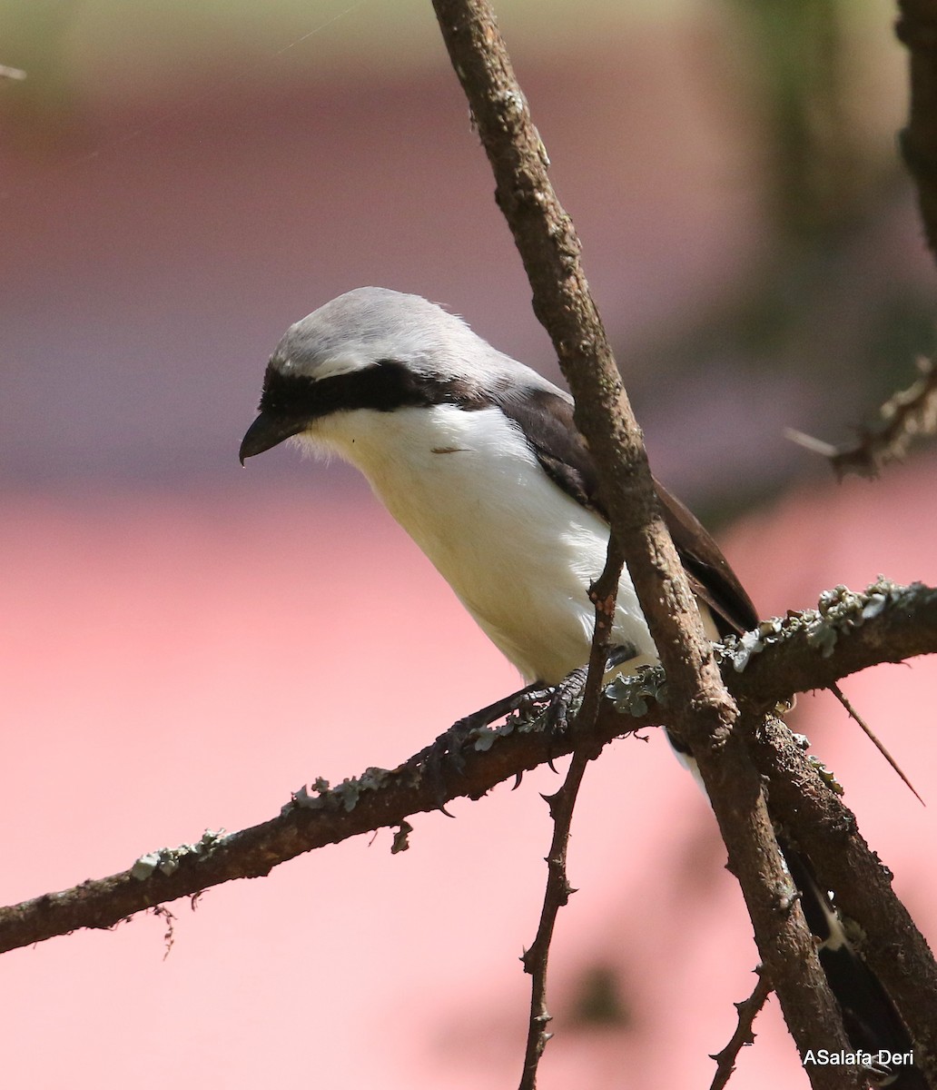 Gray-backed Fiscal - ML283491741