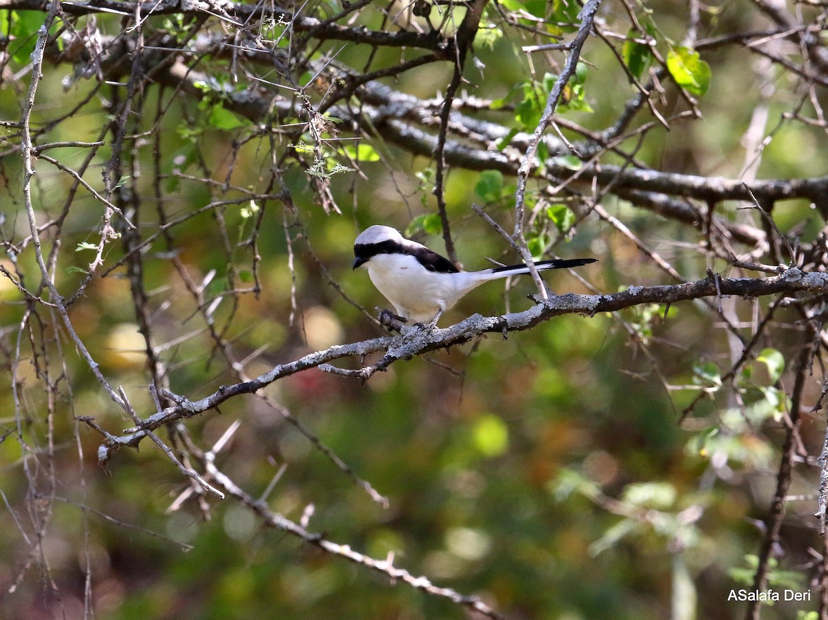 Gray-backed Fiscal - ML283491851
