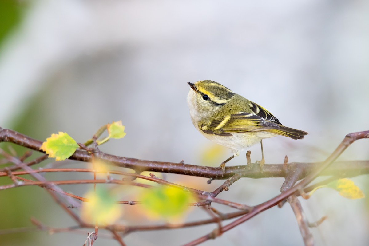 Pallas's Leaf Warbler - ML283492711