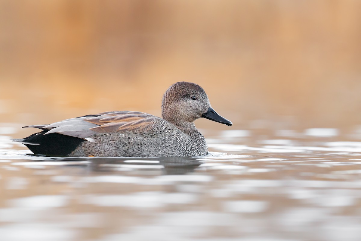 Gadwall - ML283493241