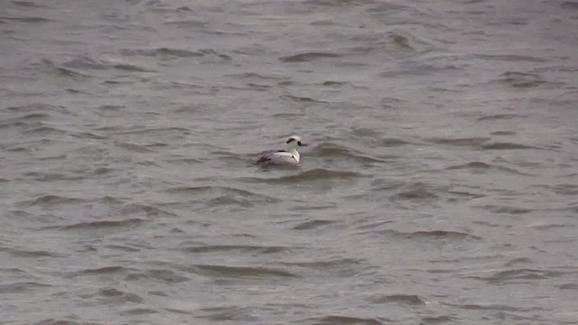 Smew - ML283493371