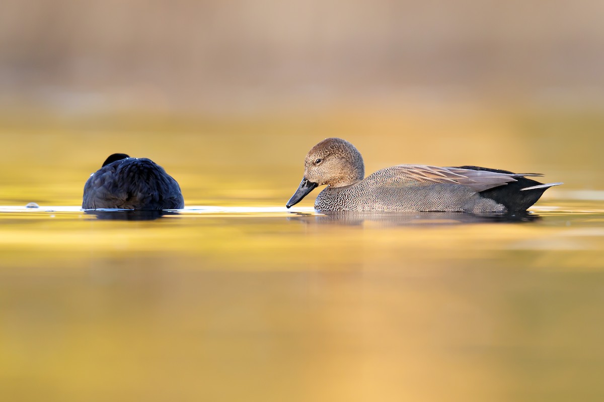 Gadwall - ML283493471