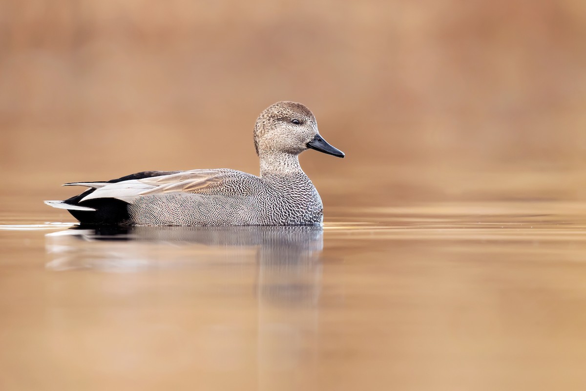 Gadwall - ML283493481