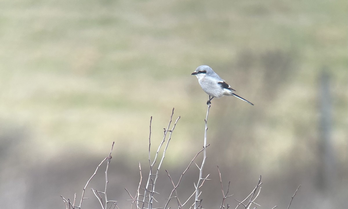 Northern Shrike - ML283493751