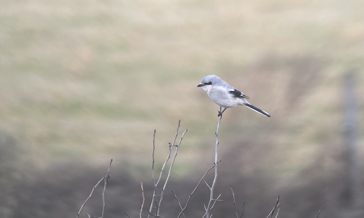 Northern Shrike - Drew Weber