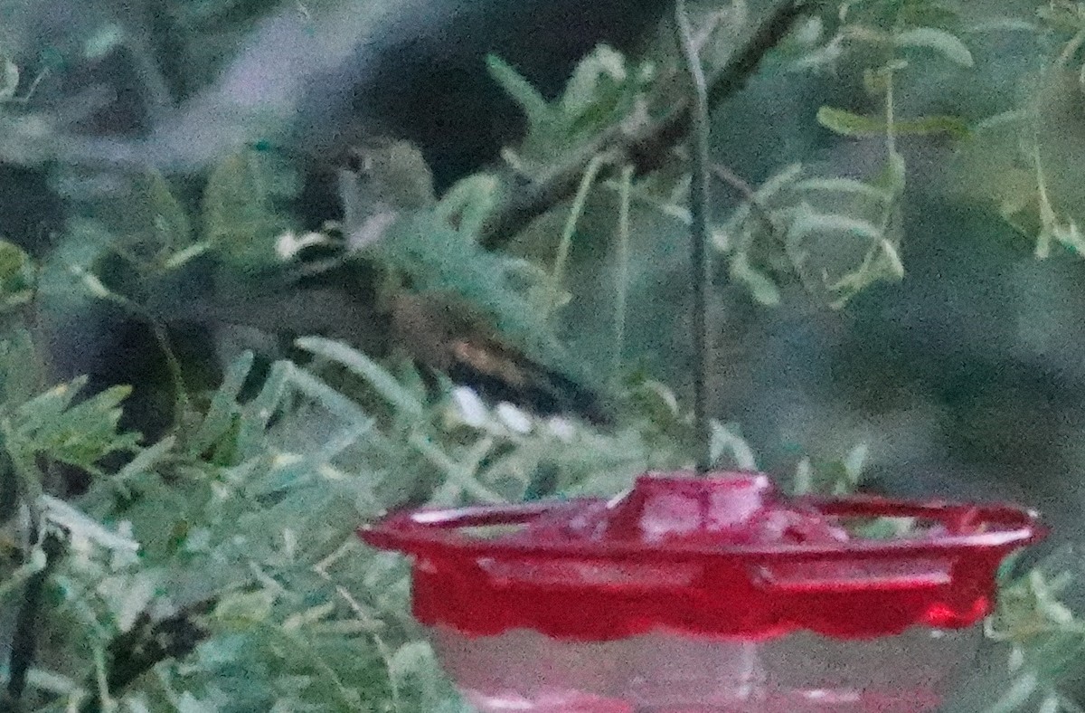 Broad-tailed Hummingbird - Laura Paulson