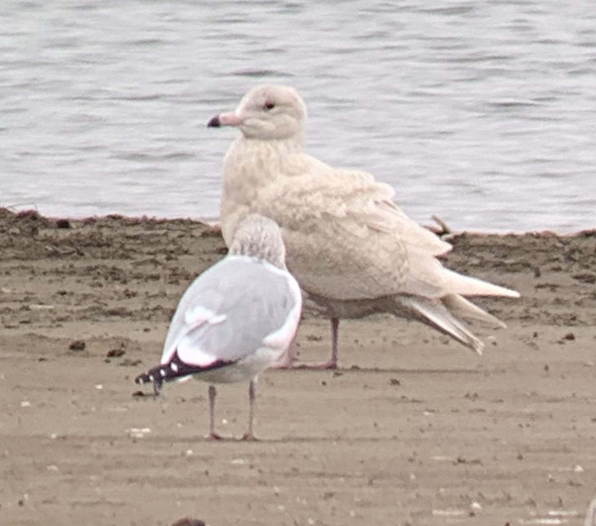 Glaucous Gull - ML283495871