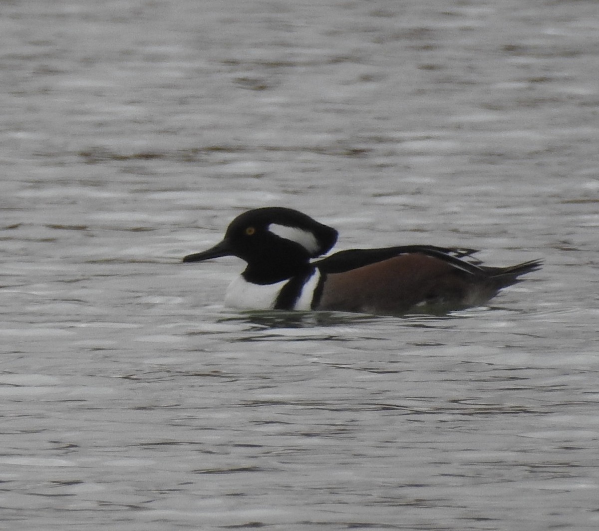 Hooded Merganser - ML283496001