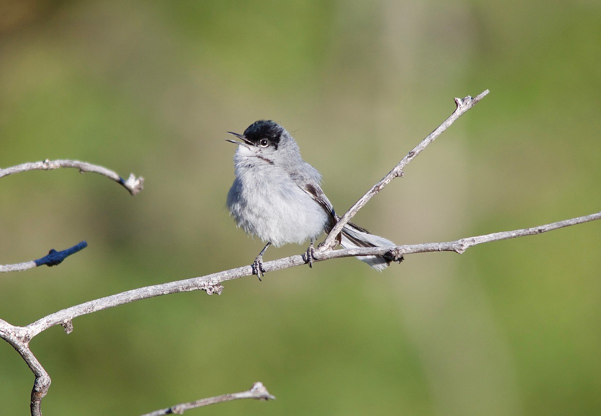 Black-capped Gnatcatcher - Steve Bell