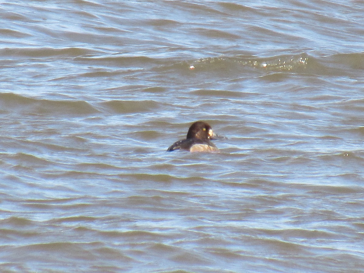 Greater/Lesser Scaup - ML283497521