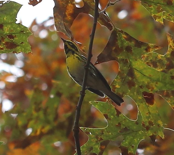 Townsend's Warbler - ML283497531