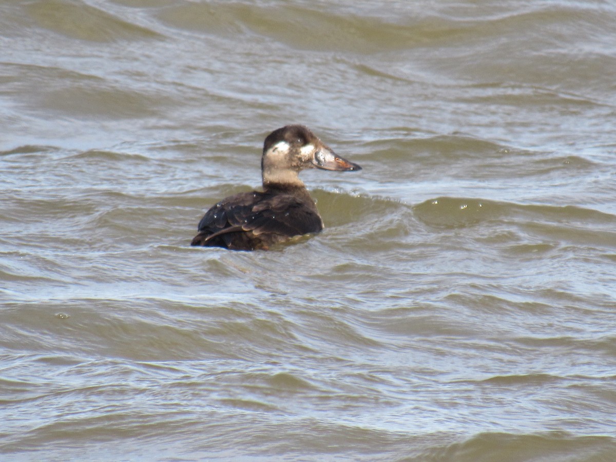 Surf Scoter - ML283498931