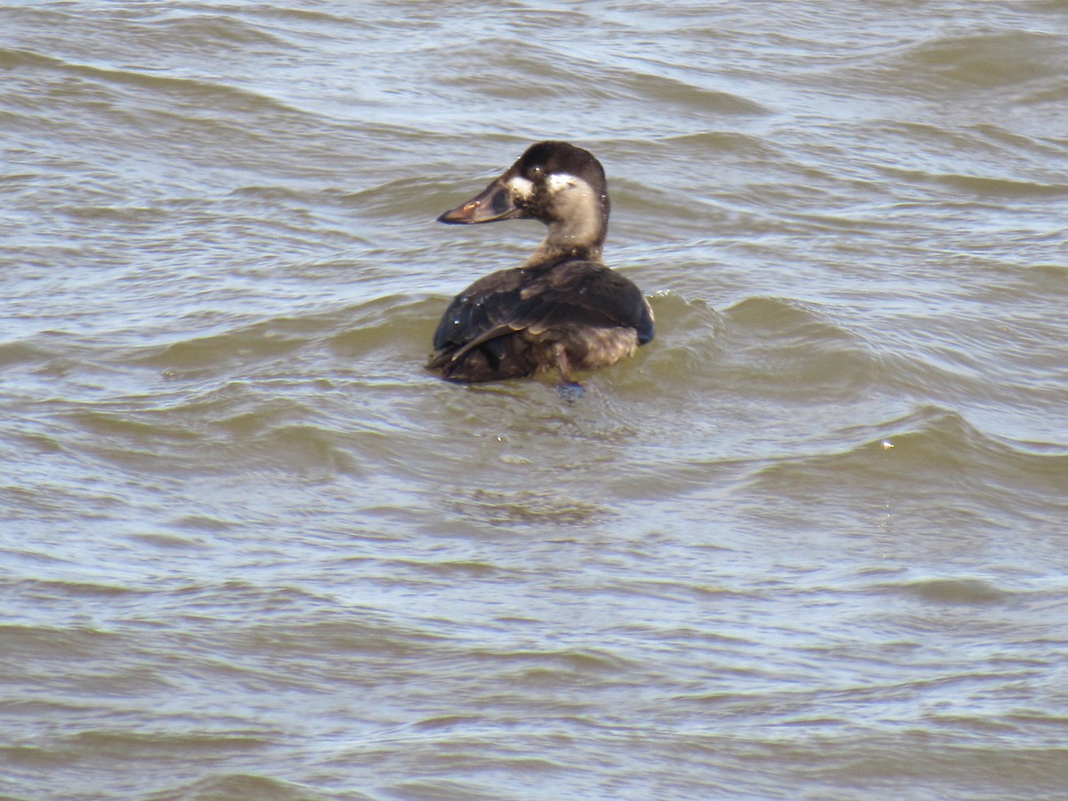 Surf Scoter - ML283499241