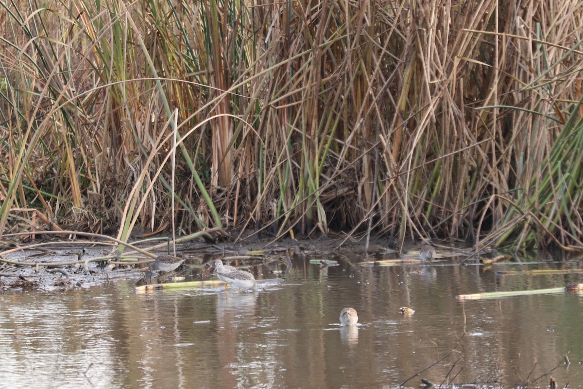 shorebird sp. - ML283500131