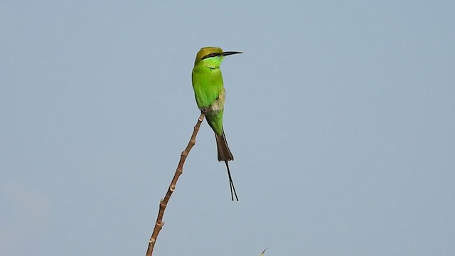 Asian Green Bee-eater - ML283500221