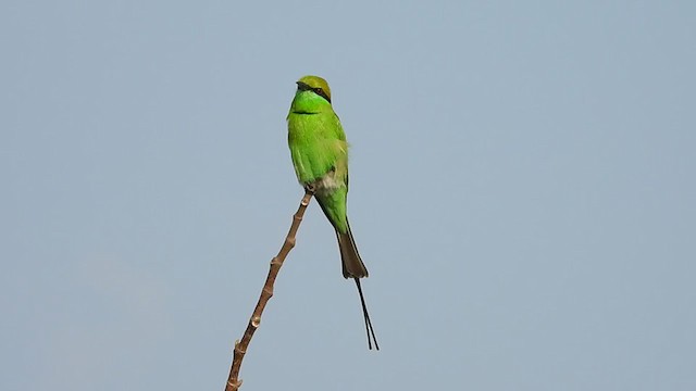 Asian Green Bee-eater - ML283500271