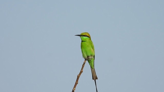 Asian Green Bee-eater - ML283500331