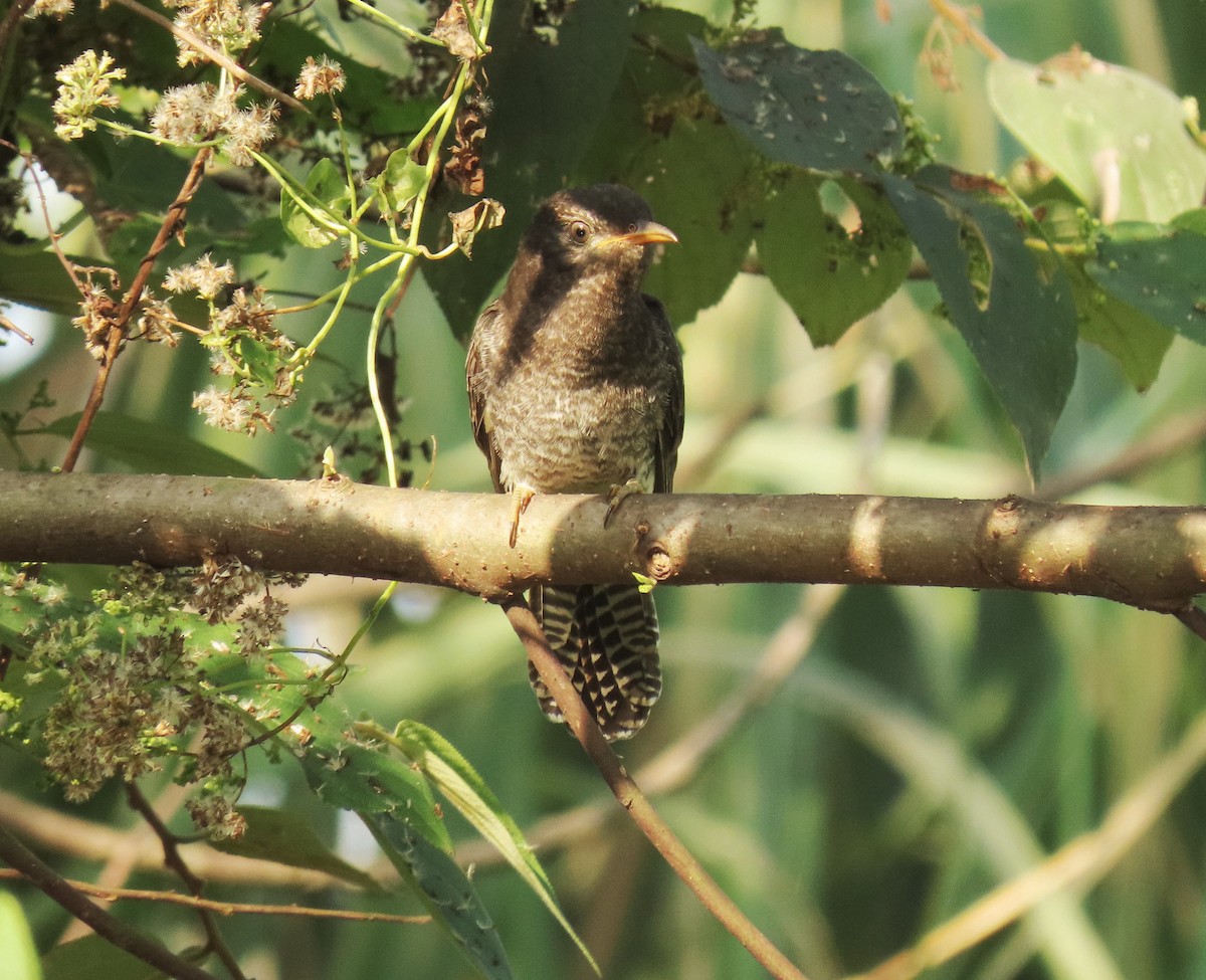 Gray-bellied Cuckoo - ML283502371