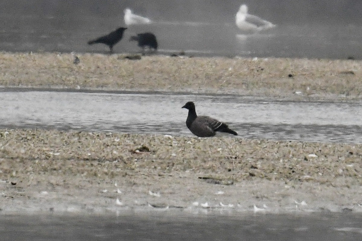 Barnacla Carinegra - ML283502931