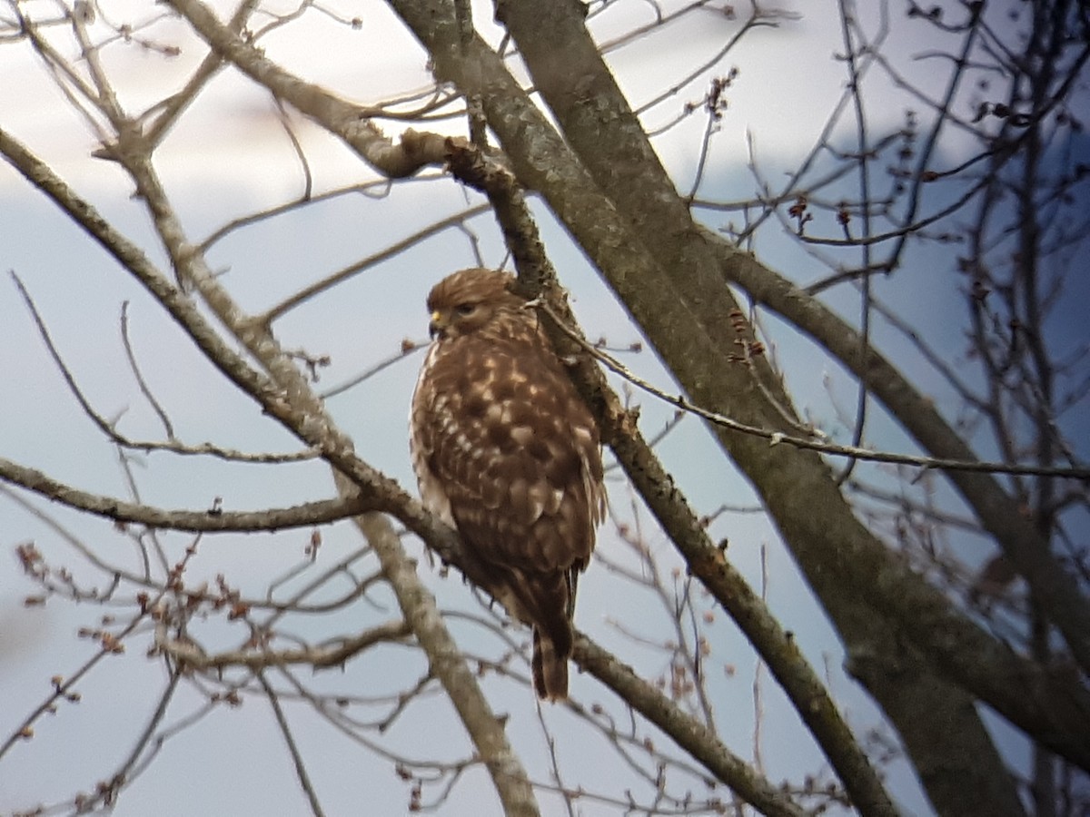 Red-shouldered Hawk - Josh & Susan Donaldson  🦤