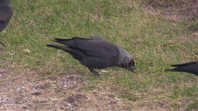 Eurasian Jackdaw - ML283503271