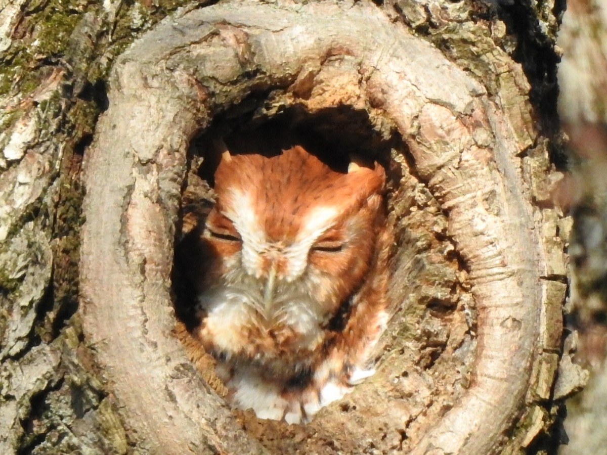 Eastern Screech-Owl - ML283504741