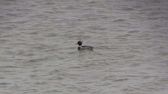 Red-breasted Merganser - ML283504841