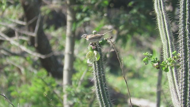 Pale-breasted Thrush - ML283505341