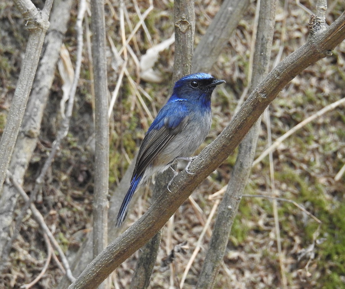 Small Niltava - Sahana M