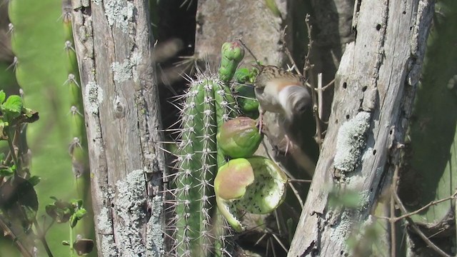 Chingolo Común (grupo capensis) - ML283505541