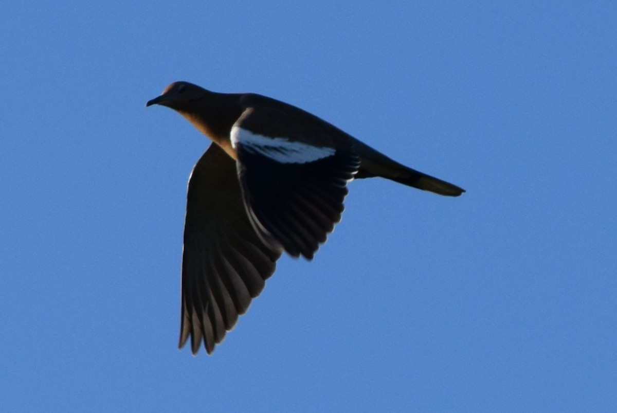 White-winged Dove - ML283505721